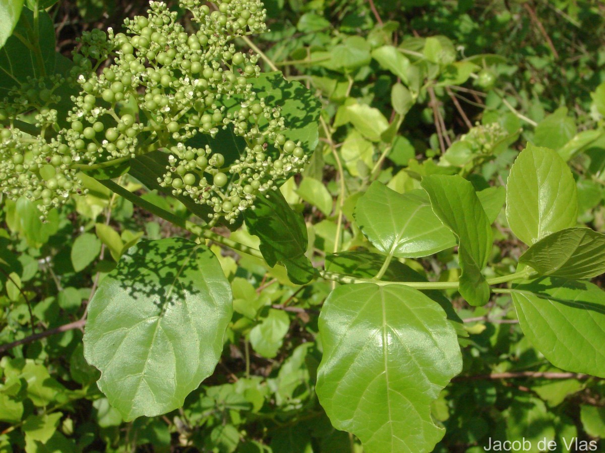 Premna serratifolia L.